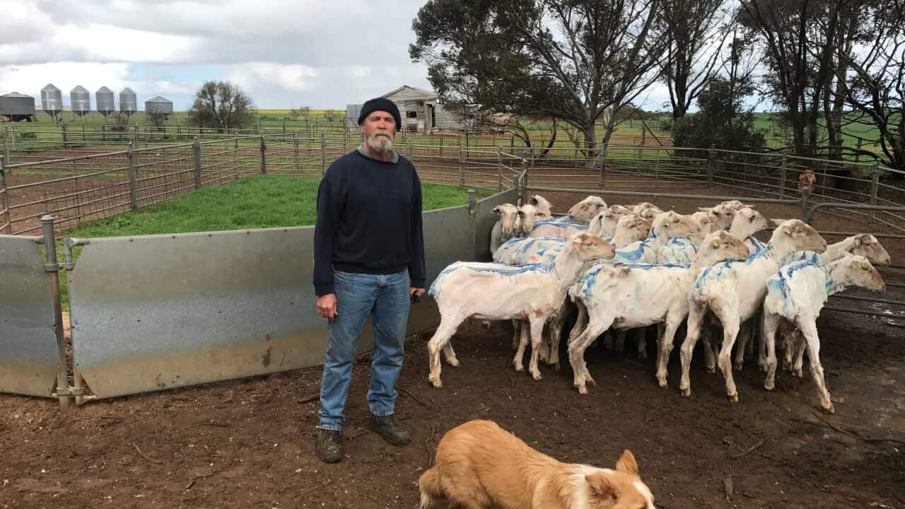 Sheep farmer Noel Siviour