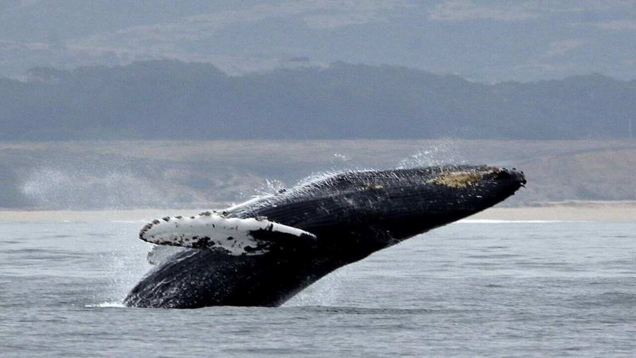 Humpback whales