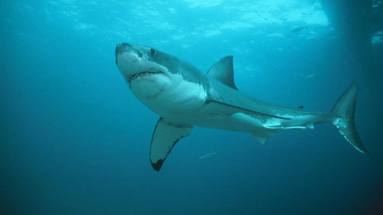 A Great White Shark (AAP)