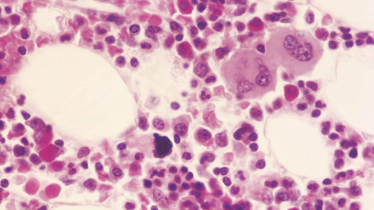 Myelocytes