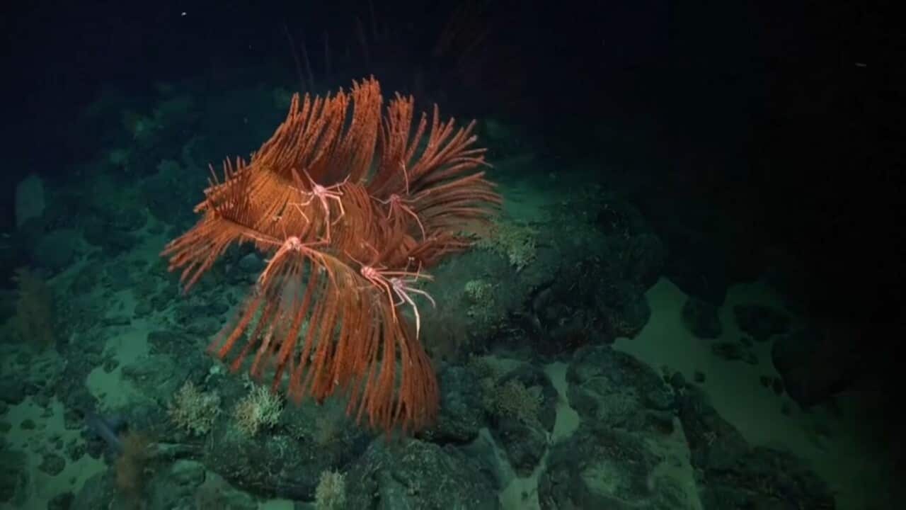 More than 100 new deep sea species found near Chile.jpg
