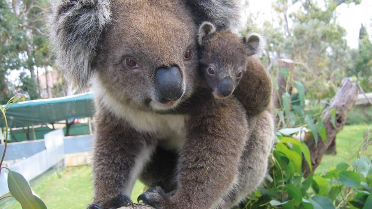 Koalas