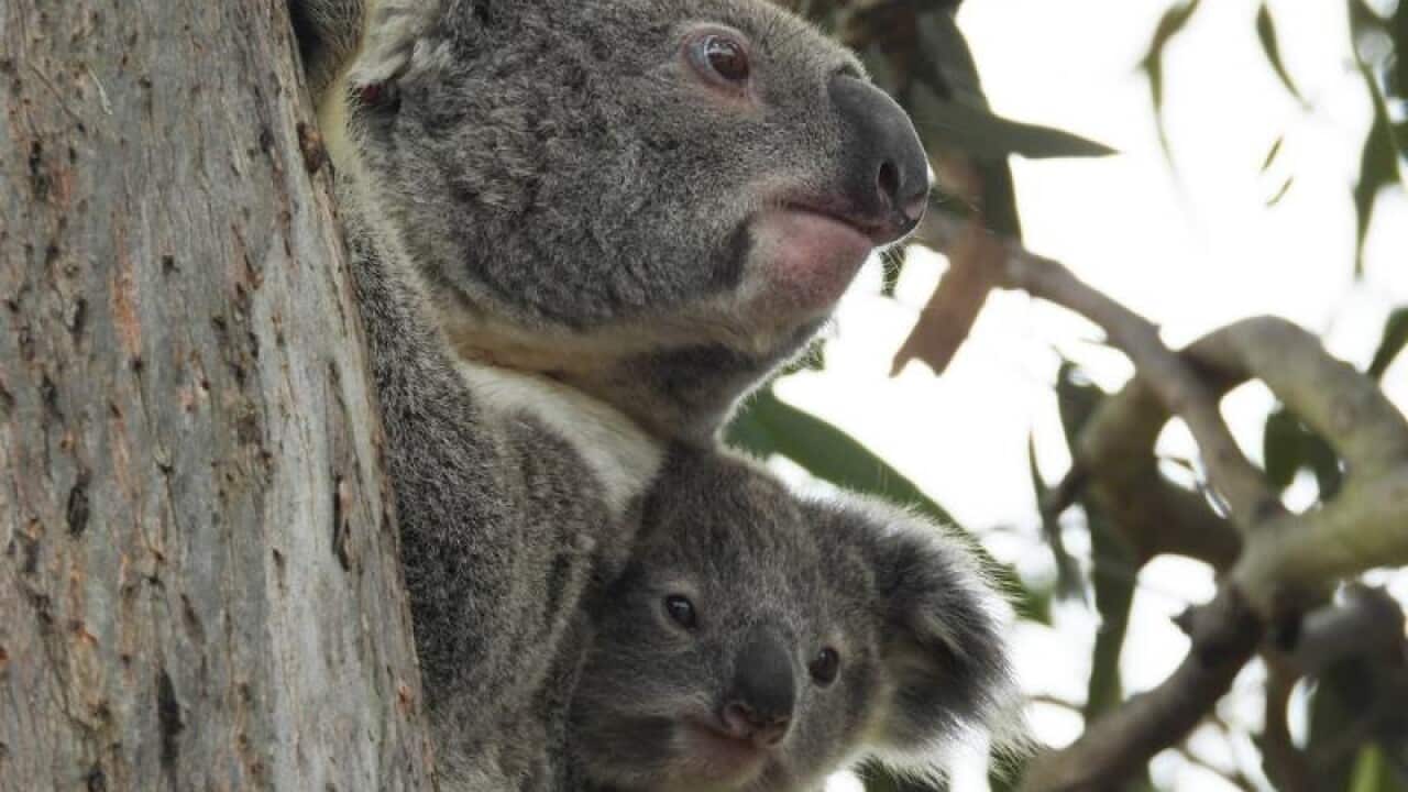 A koala and joey in a tree