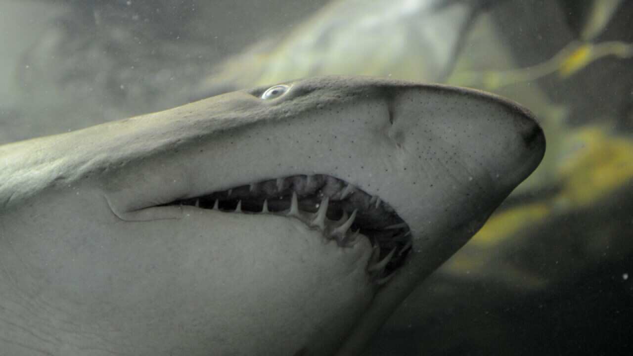 a Grey Nurse Shark