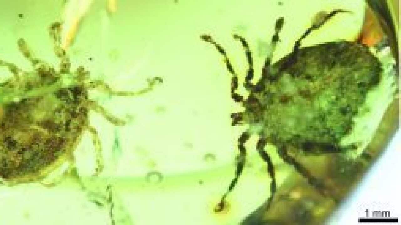 Dinosaur parasite discovery