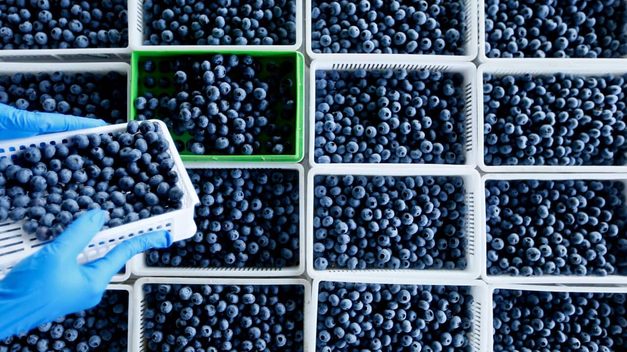 photo of two gloved hands raising a handful of blueberries from a background of multiple punnets of blueberries