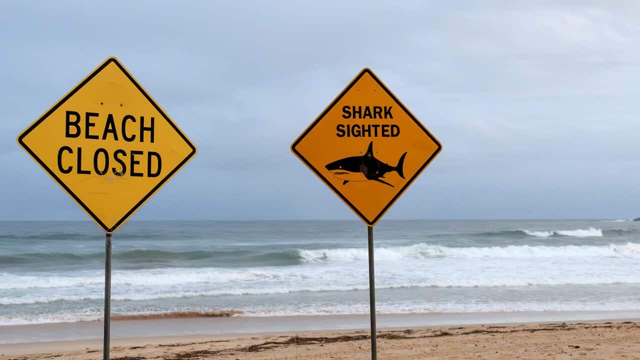 AUSTRALIA-SHARK-ANIMAL