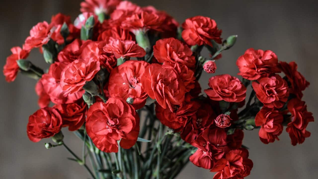 Carnation for mom
