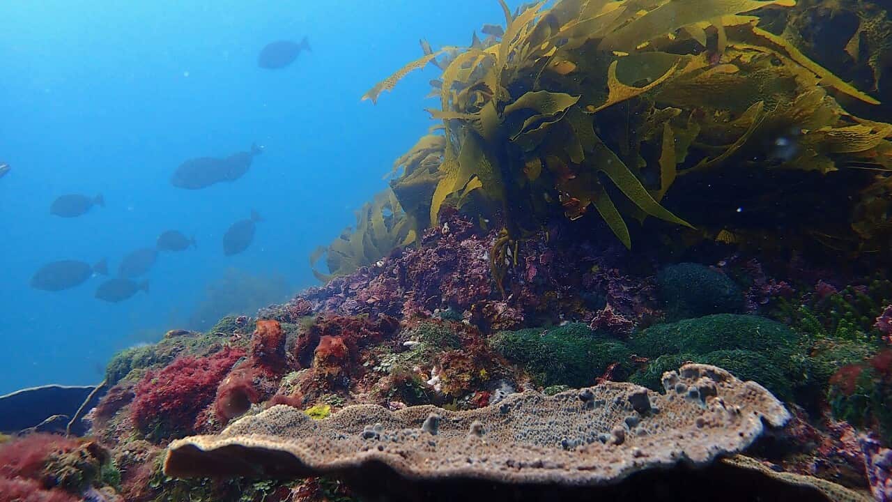Surgeon fish off the NSW coast