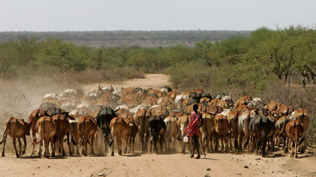 maasai_boy_herding_his_cattle_aap_larger.jpg