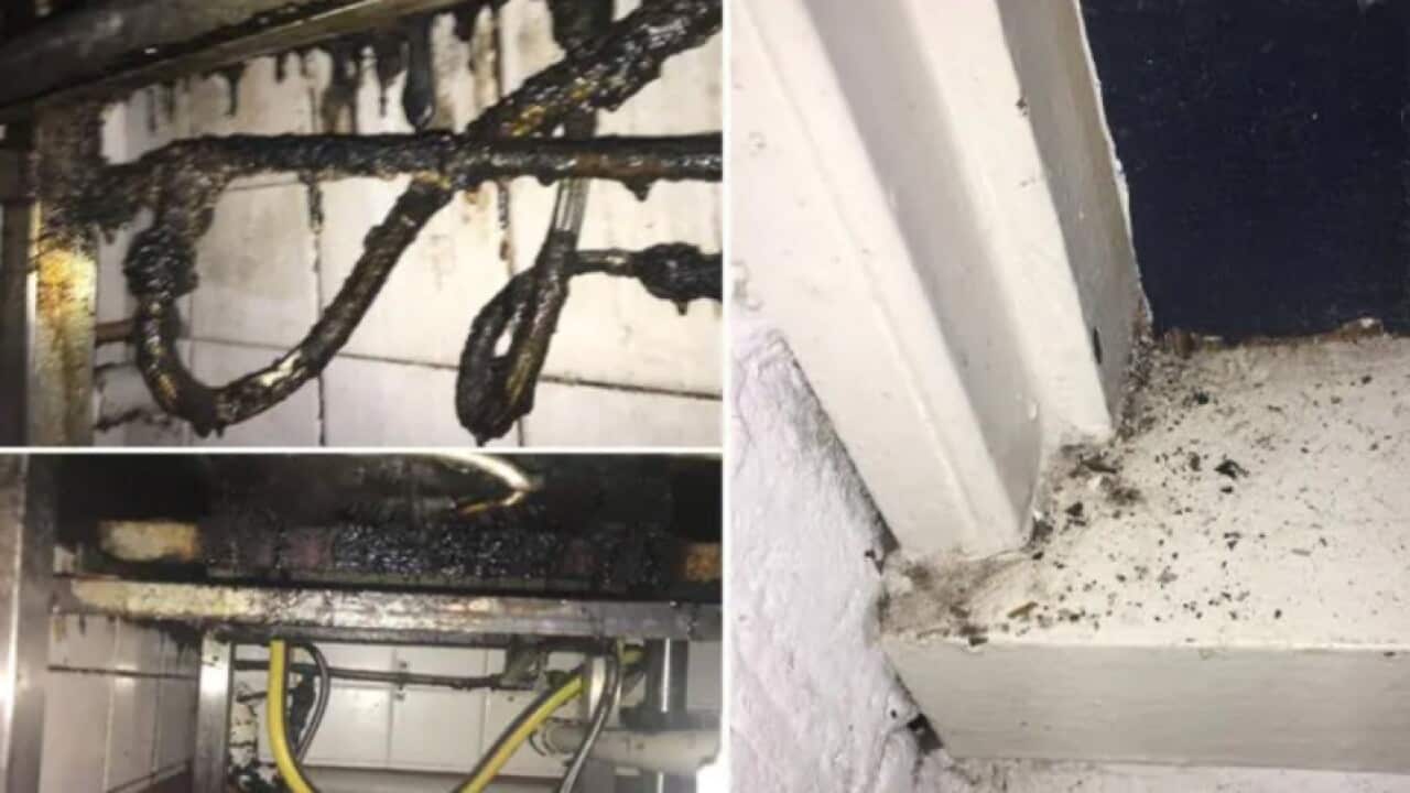  dirty kitchen, cockroach droppings