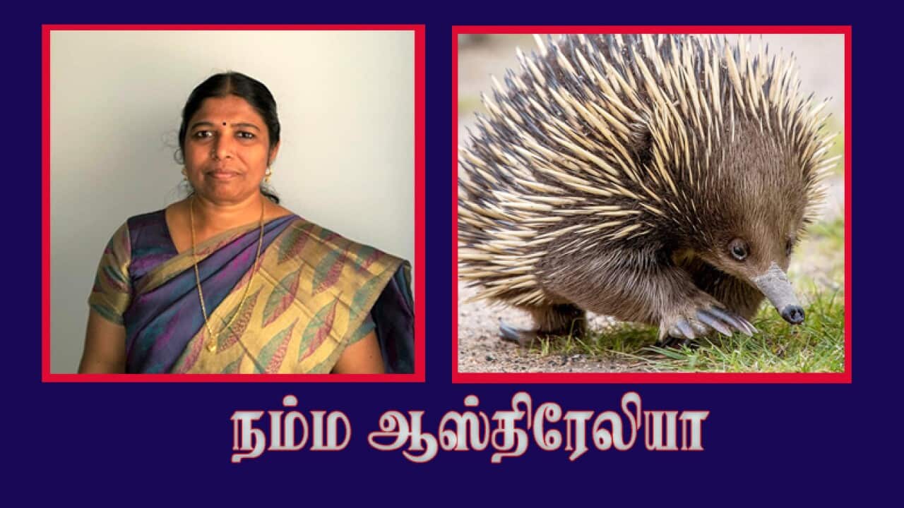 Echidnas
