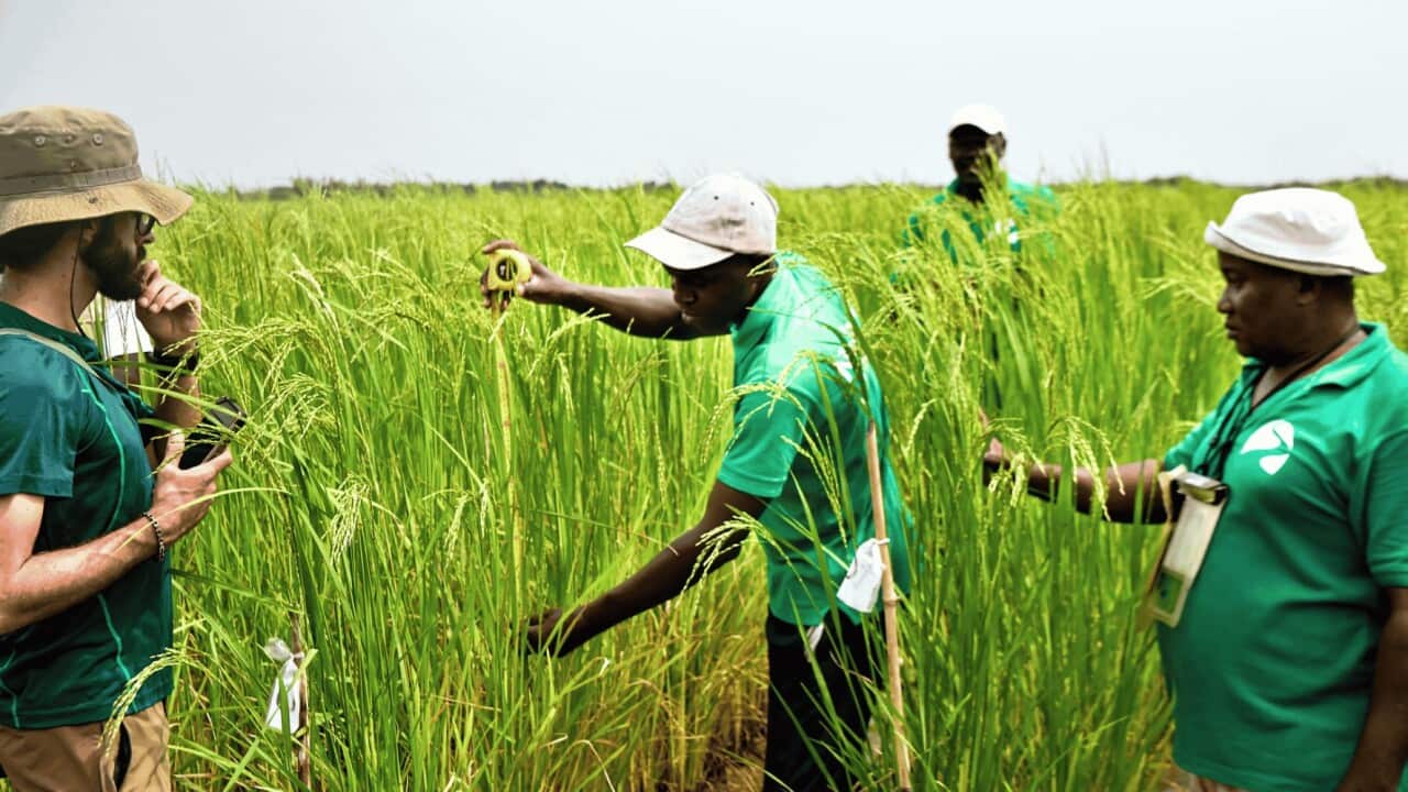 Risaie di mangrovia in Guinea Bissau.
