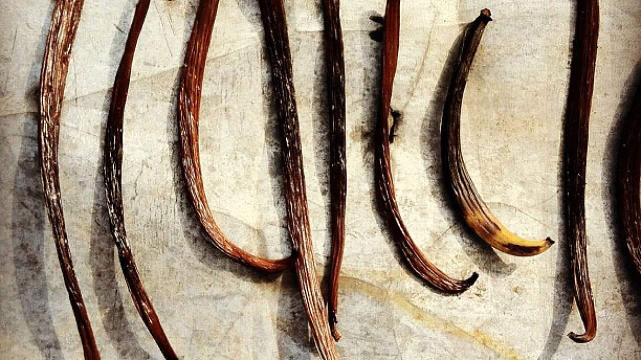 Vanilla beans drying