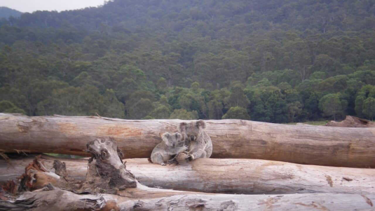 A koala mother and joey seeking refuge on a bulldozed logpile