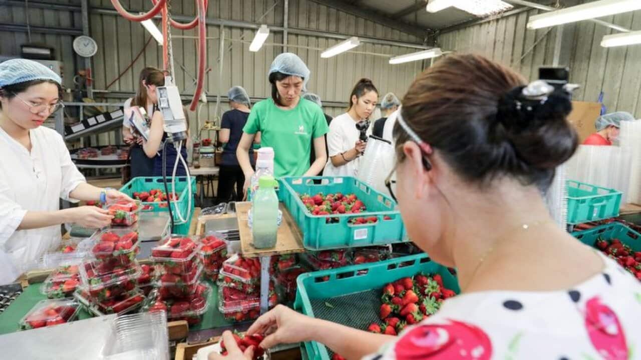 wafanyakazi wa msimu katika kiwanda cha matunda