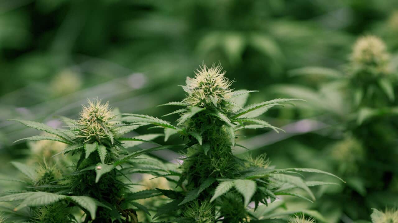 Growing flowers of cannabis