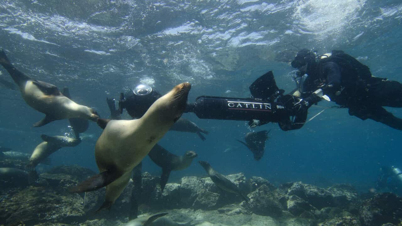 GALAPAGOS SURVEY FEATURE