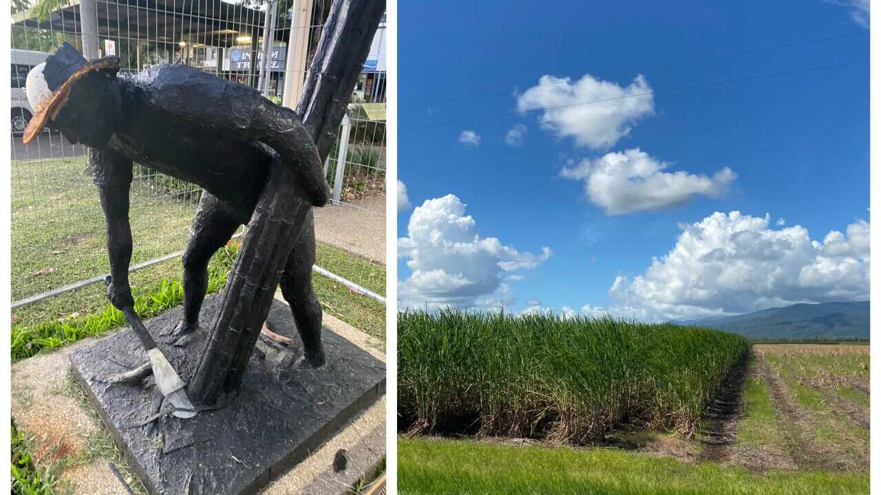 Hidden slavery in the sugarcane fields of Australia: SBS Sinhala radio journey of the month