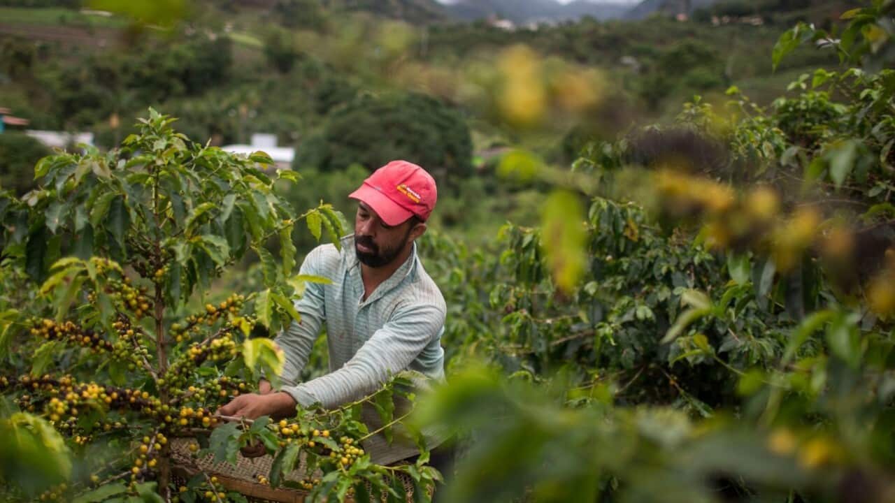Un uomo al lavoro in una piantagione di caffè