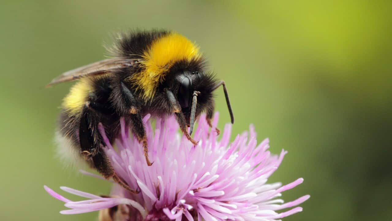 A bumble bee on a thistle flower