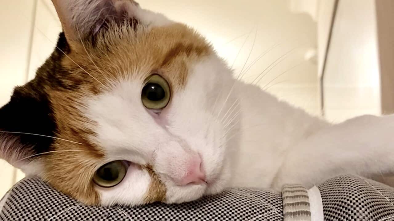 Heinosen perheen kissa