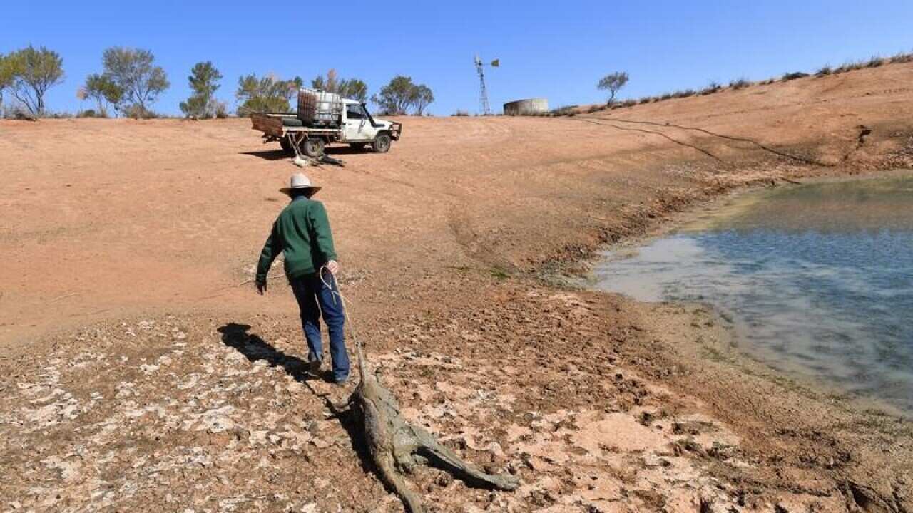 Pastoralist Lachlan Gall pulls a dead kangaroo out of one of his dams