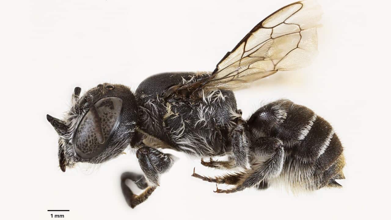 new bee species discovered in WA