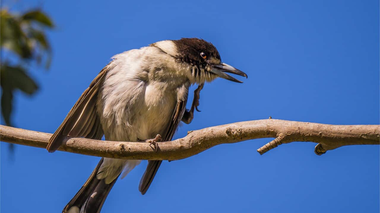 Grey Butcherbird, Victoria, Australia.