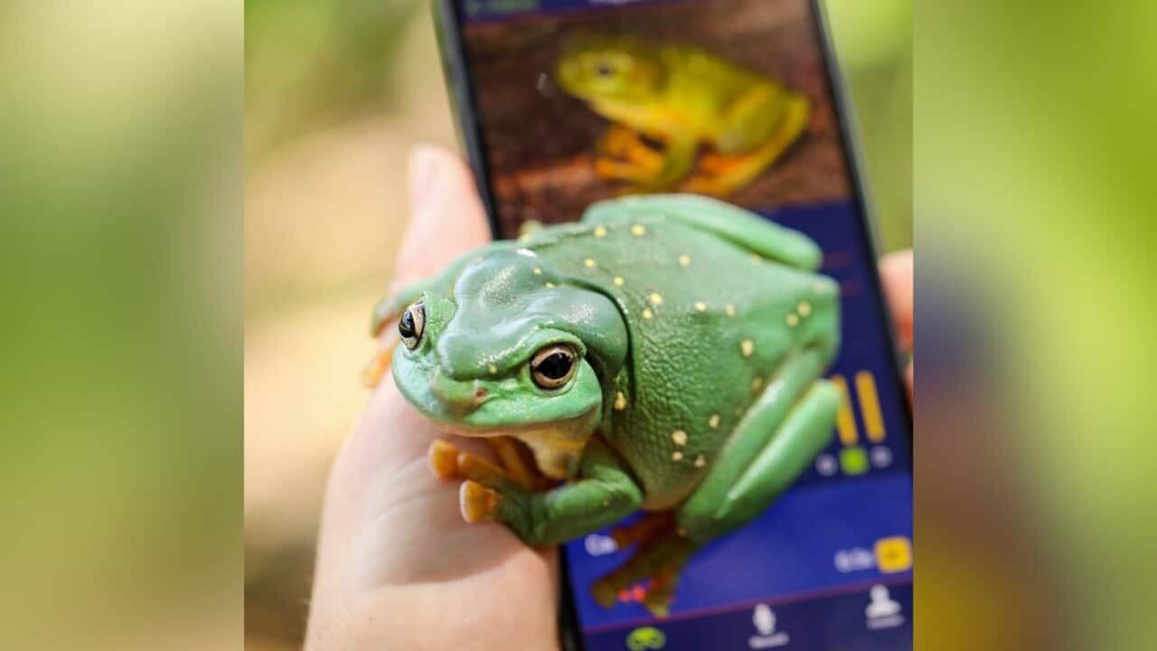 A photo of the FrogID app and and a frog_Credit Salty Dingo.jpg