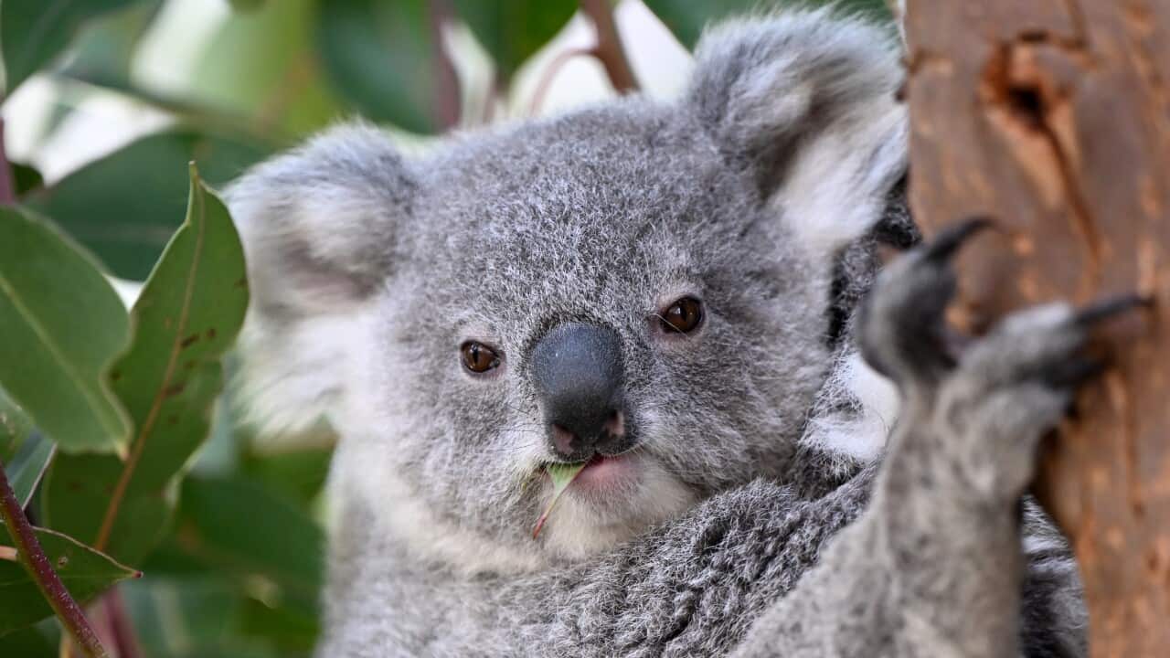FOX SISTERS MEET KOALA JOEY