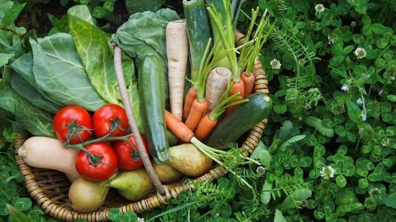 Fruit and vegetable basket surrounded by clover