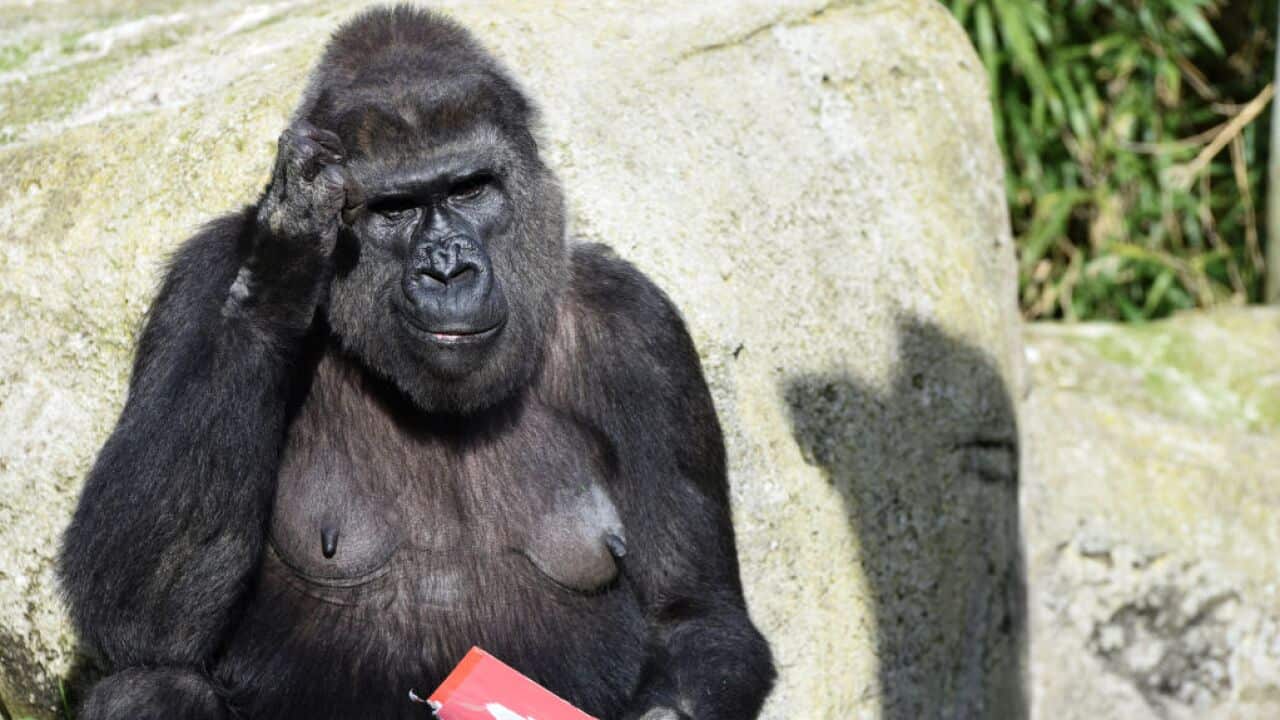 Coco the gorilla