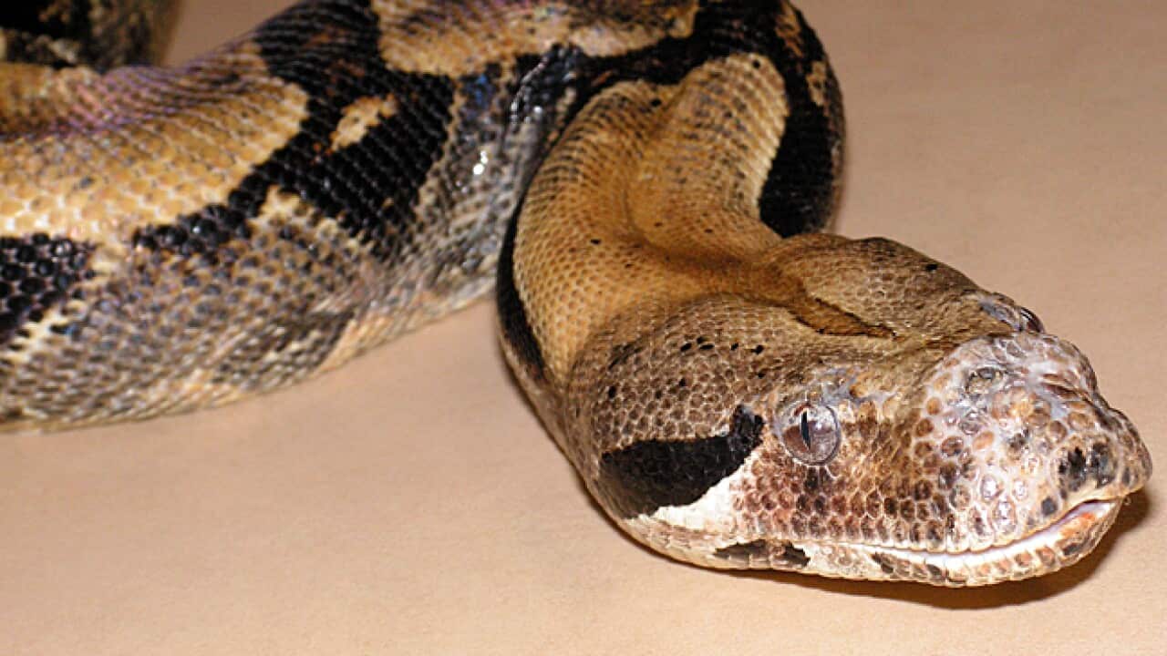 boa_constrictor_L_110518_aap_1497577692