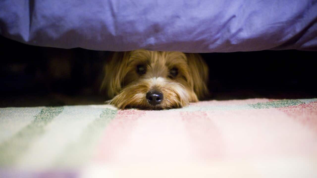terrier dog hiding under a bed.