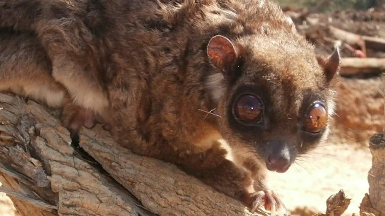 Tous ayamaruensis 1.jpg