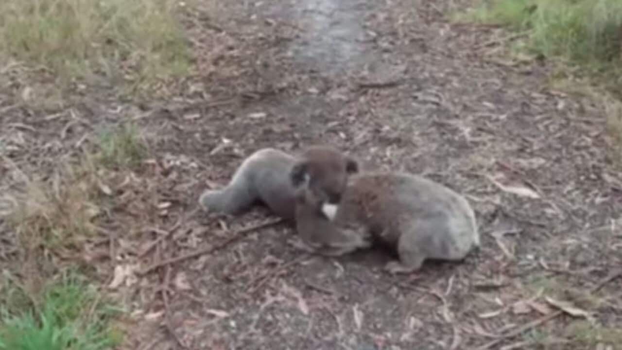 Sumo wrestling koalas. (Youtube: Ashton Webster/Storyful)