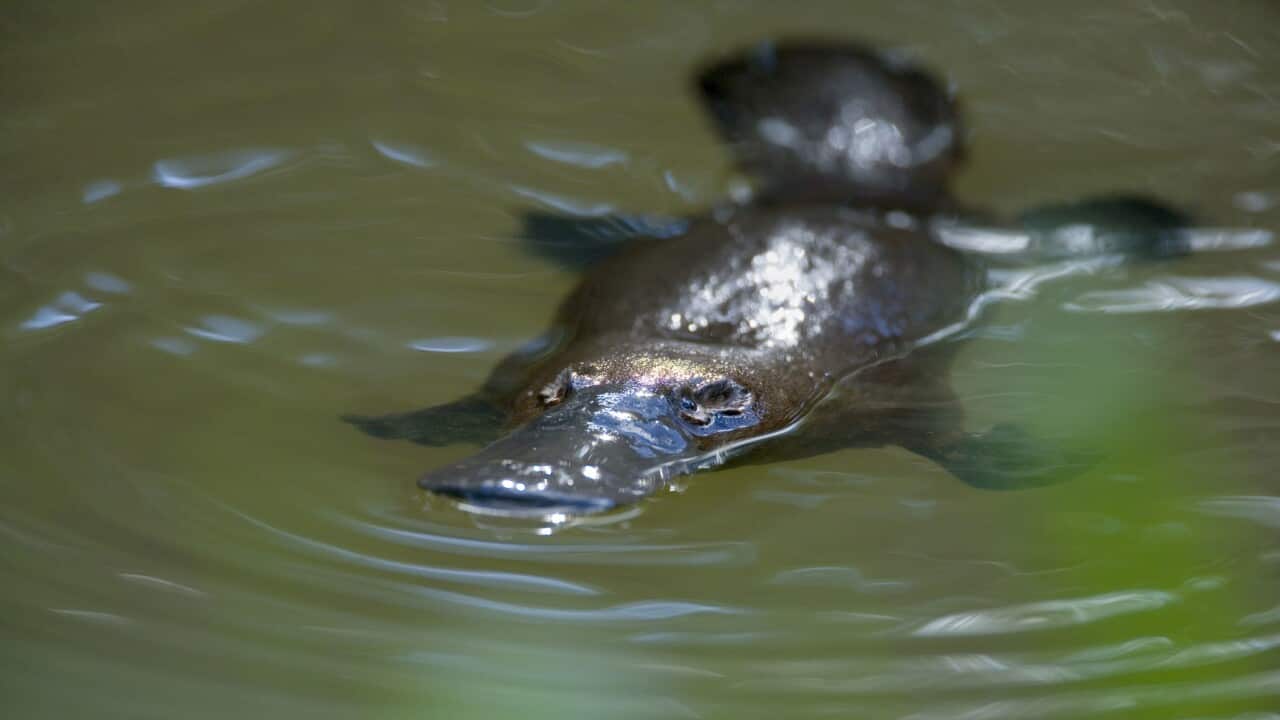 Platypus - adult floating on the surface of a river grinding up food which was collected from the ground (Ornithorhynchus anatinus) (AAP/Mary Evans/Ardea/Steffen & Alexandra Sailer) | NO ARCHIVING, EDITORIAL USE ONLY