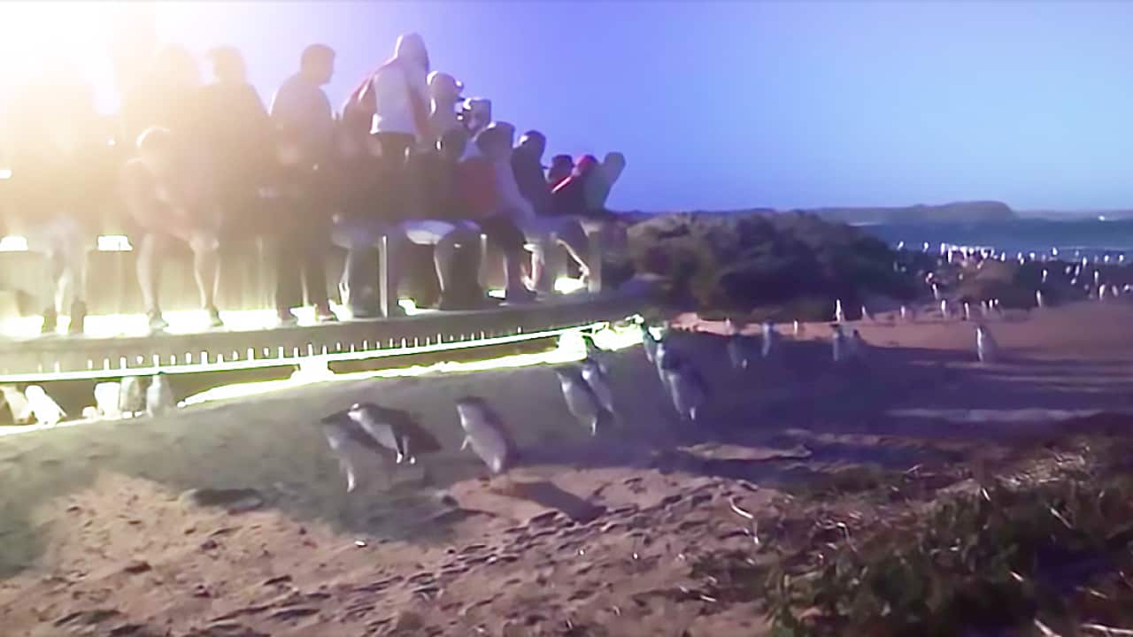 Penguin Parade Live stream