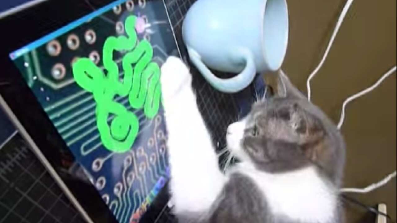 Cat iPad app