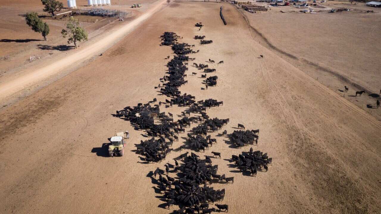 An aerial view of the cattle feeding operation on the property 'Toorawandi' owned by Coonabrabran farmer Ambrose Doolan and his wife Lisa.