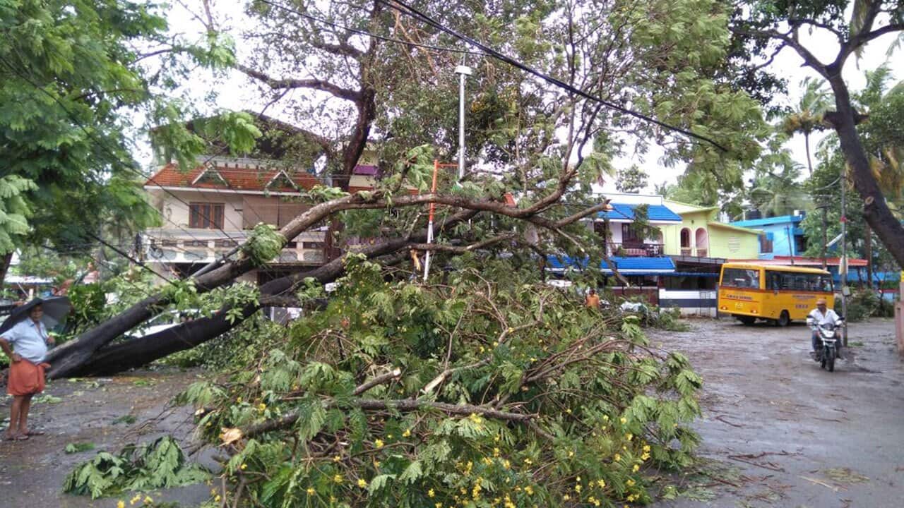 Trees uprooted by heavy winds during the Cyclone Ockhi on November 30, 2017 at Thiruvananthapuram, India.
