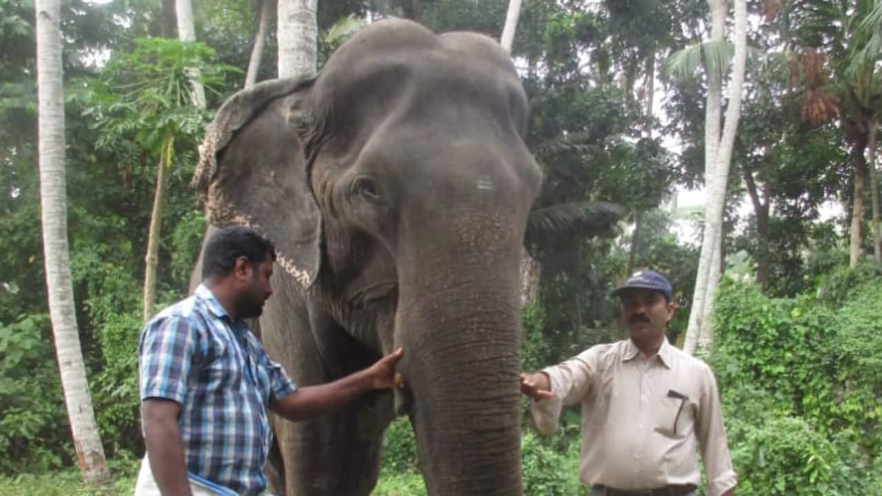 elephant