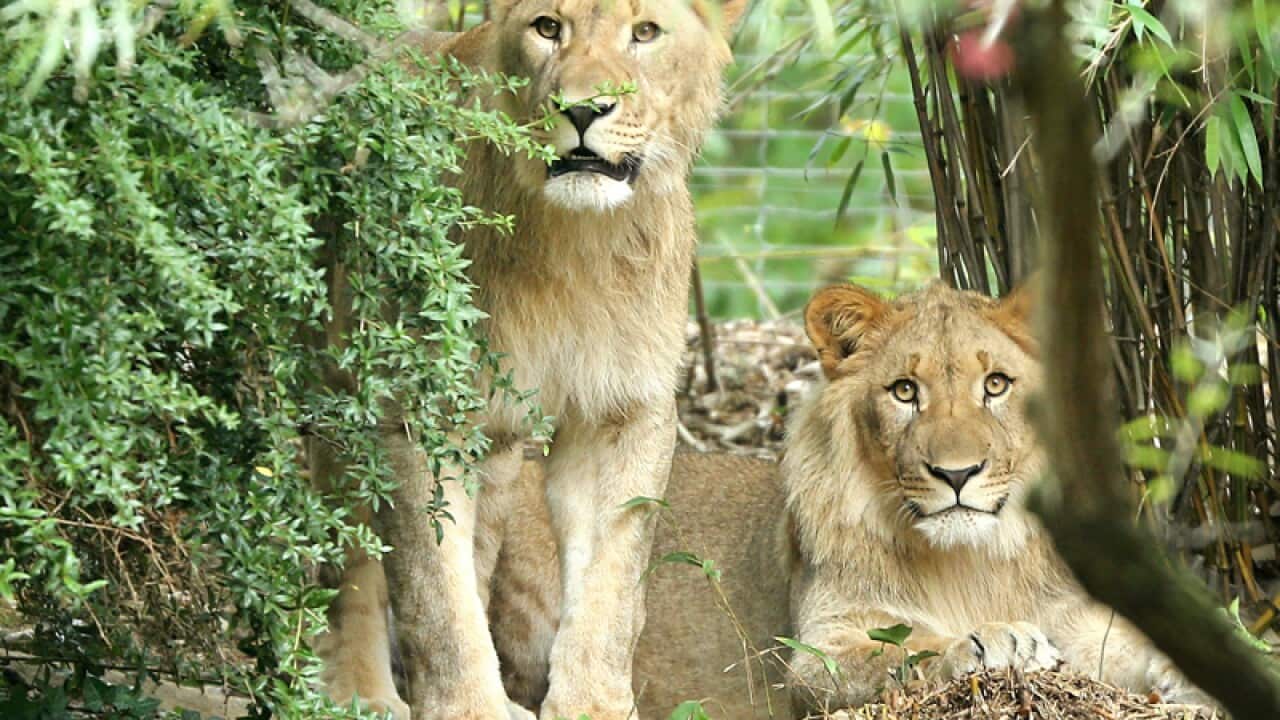 Juvenile lions Motshegetsi (L) and Majo at the Leipzig Zoo