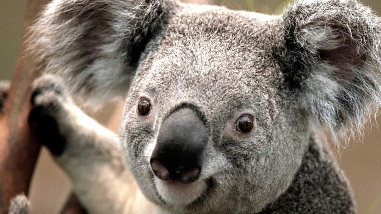 koala