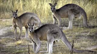 Grey kangaroos feed on grass.