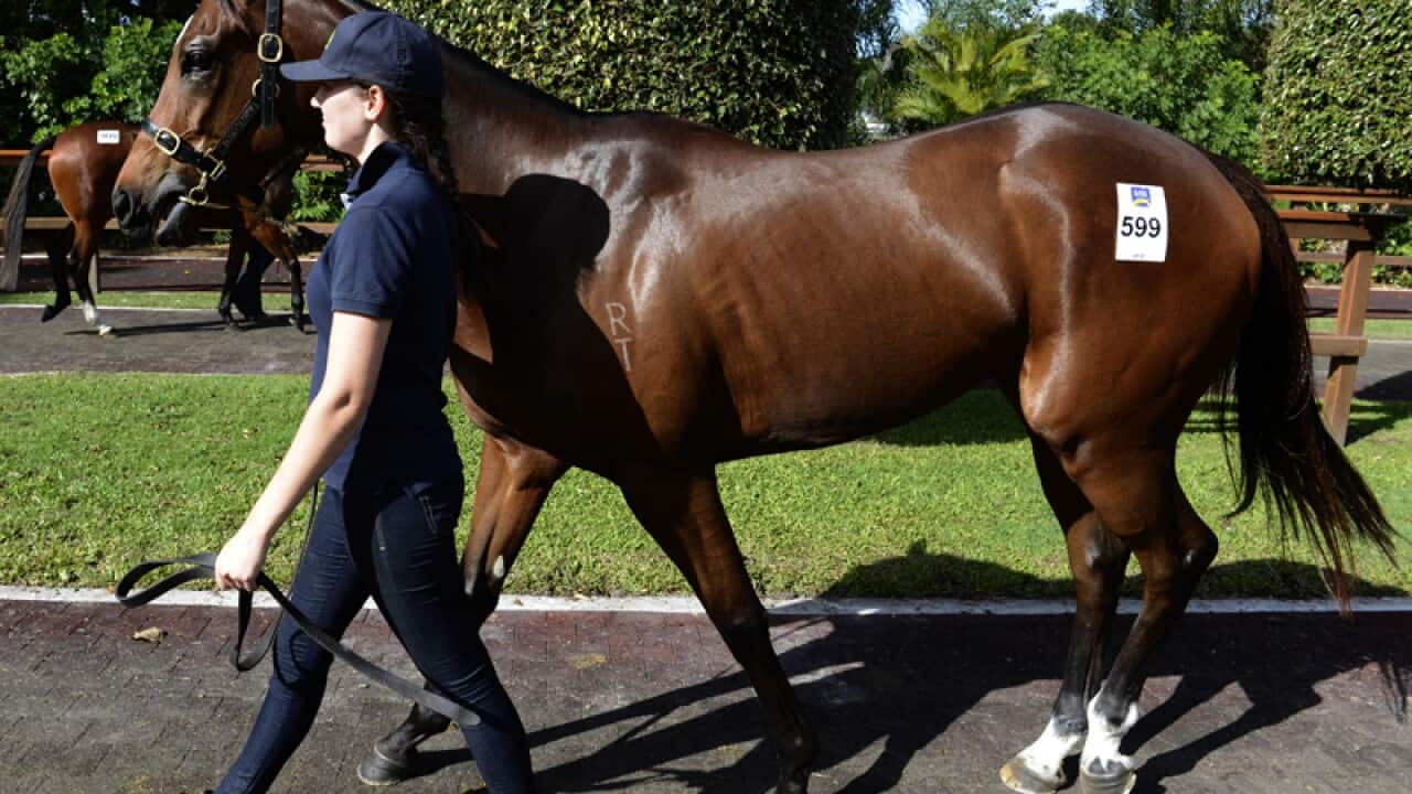 A horse from Patinack Farm awaits to be sold at the Magic Millions