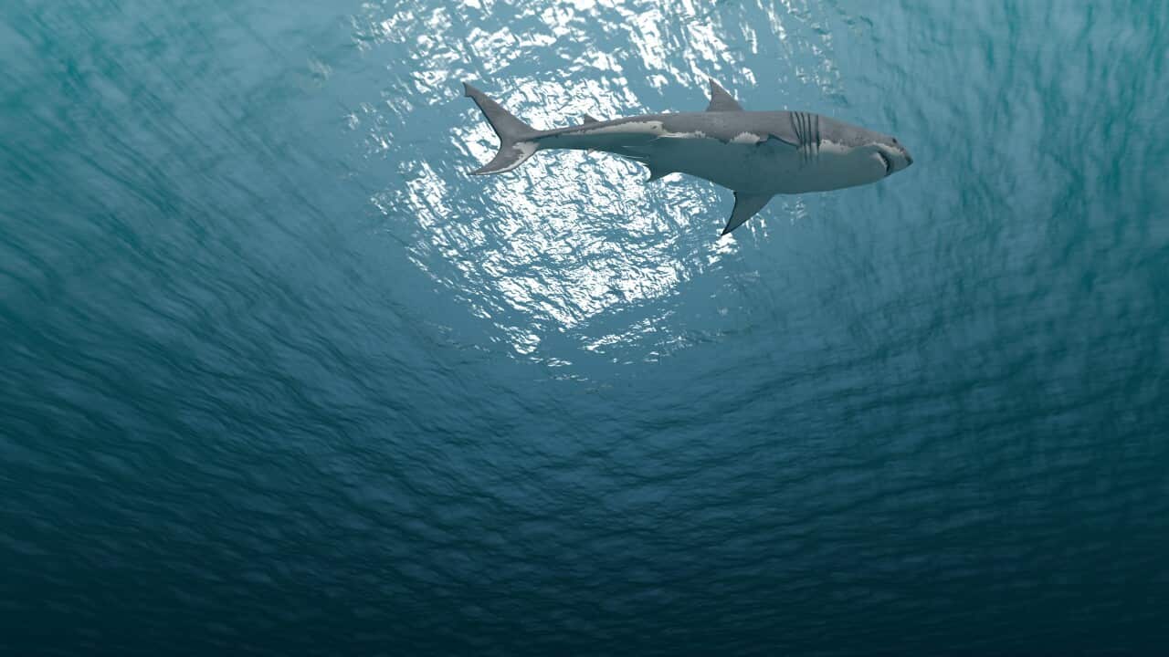 white-shark-in-search-of-prey-swims-in-a-circle-SBI-350647657 (1).jpg