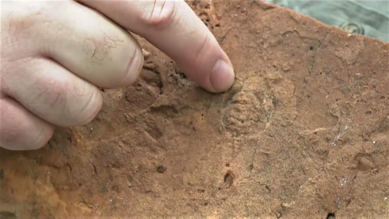 The ancient fossil from the Northern Territory