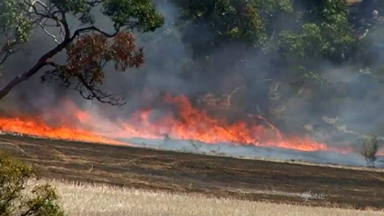 fire_sa_sbs.jpg